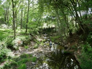 森の中を流れる川

自動的に生成された説明
